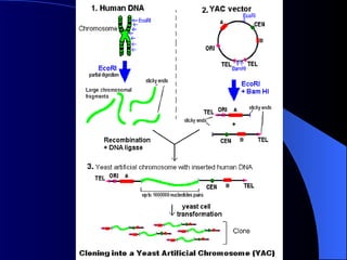 Power point slides on gene Cloning for genetic engineering students | PPT