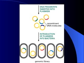 Power point slides on gene Cloning for genetic engineering students | PPT