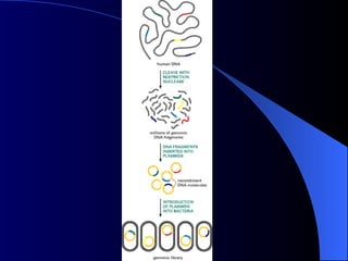 Power point slides on gene Cloning for genetic engineering students | PPT
