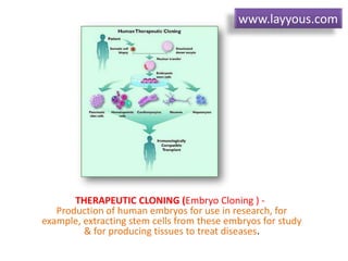 THERAPEUTIC CLONING (Embryo Cloning ) -
Production of human embryos for use in research, for
example, extracting stem cells from these embryos for study
& for producing tissues to treat diseases.
www.layyous.com
 