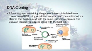 DNA Cloning
• A DNA fragment containing the gene of interest is isolated from
chromosomal DNA using restriction enzymes and then united with a
plasmid that has been cut with the same restriction enzymes. The
DNA can then be reproduced along with the host cell.
 