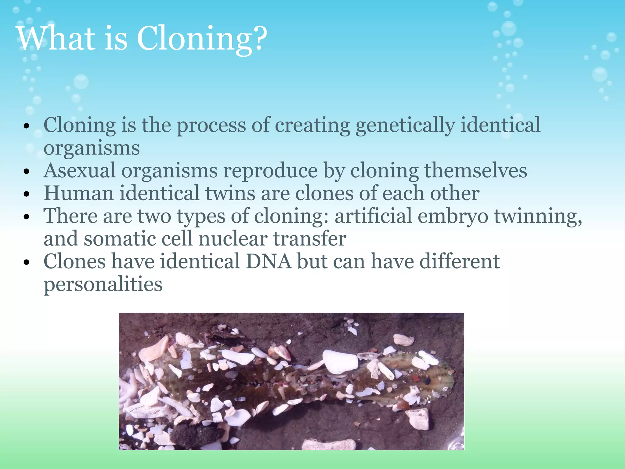 What is Cloning? Cloning is the process of creating genetically identical organisms Asexual organisms reproduce by cloning themselves Human identical twins are clones of each other There are two types of cloning: artificial embryo twinning, and somatic cell nuclear transfer Clones have identical DNA but can have different personalities 