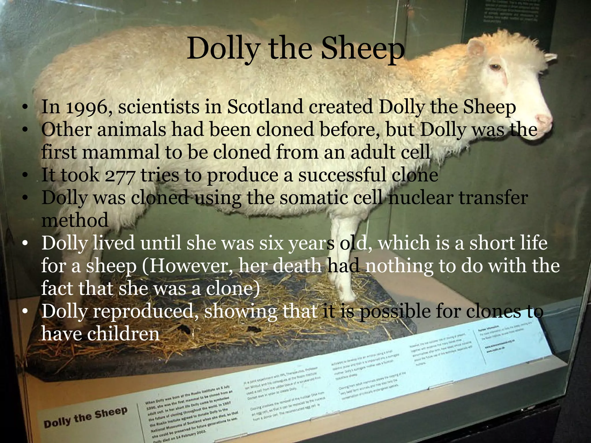 Dolly the Sheep In 1996, scientists in Scotland created Dolly the Sheep Other animals had been cloned before, but Dolly was the first mammal to be cloned from an adult cell It took 277 tries to produce a successful clone Dolly was cloned using the somatic cell nuclear transfer method Dolly lived until she was six year s ol d, which is a short life for a sheep (However, her death  had  nothing to do with the fact that she was a clone) Dolly reproduced,   showing that  it is   possible for clones to  have children  