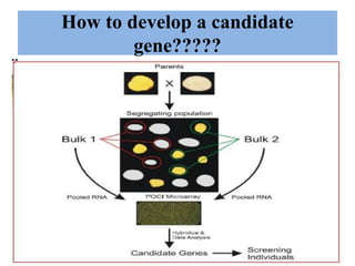 Cloning and characterization of full length candidate genes | PPTX