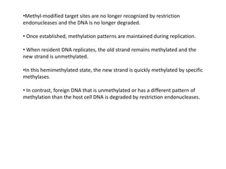 •Methyl-modified target sites are no longer recognized by restriction
endonucleases and the DNA is no longer degraded.
• Once established, methylation patterns are maintained during replication.
• When resident DNA replicates, the old strand remains methylated and the
new strand is unmethylated.
•In this hemimethylated state, the new strand is quickly methylated by specific
methylases.
• In contrast, foreign DNA that is unmethylated or has a different pattern of
methylation than the host cell DNA is degraded by restriction endonucleases.
 