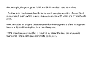 •For example, the yeast genes URA3 and TRP1 are often used as markers.
• Positive selection is carried out by auxotrophic complementation of a ura3-trp1
mutant yeast strain, which requires supplementation with uracil and tryptophan to
grow.
•URA3 encodes an enzyme that is required for the biosynthesis of the nitrogenous
base uracil (orotidine-5′-phosphate decarboxylase).
•TRP1 encodes an enzyme that is required for biosynthesis of the amino acid
tryptophan (phosphoribosylanthranilate isomerase).
 