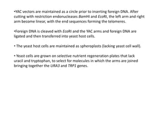 •YAC vectors are maintained as a circle prior to inserting foreign DNA. After
cutting with restriction endonucleases BamHI and EcoRI, the left arm and right
arm become linear, with the end sequences forming the telomeres.
•Foreign DNA is cleaved with EcoRI and the YAC arms and foreign DNA are
ligated and then transferred into yeast host cells.
• The yeast host cells are maintained as spheroplasts (lacking yeast cell wall).
• Yeast cells are grown on selective nutrient regeneration plates that lack
uracil and tryptophan, to select for molecules in which the arms are joined
bringing together the URA3 and TRP1 genes.
 