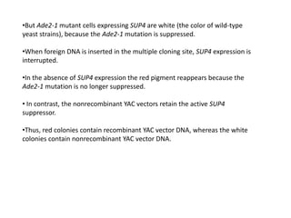 •But Ade2-1 mutant cells expressing SUP4 are white (the color of wild-type
yeast strains), because the Ade2-1 mutation is suppressed.
•When foreign DNA is inserted in the multiple cloning site, SUP4 expression is
interrupted.
•In the absence of SUP4 expression the red pigment reappears because the
Ade2-1 mutation is no longer suppressed.
• In contrast, the nonrecombinant YAC vectors retain the active SUP4
suppressor.
•Thus, red colonies contain recombinant YAC vector DNA, whereas the white
colonies contain nonrecombinant YAC vector DNA.
 