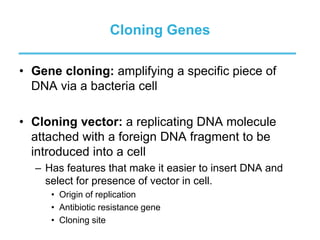 Cloning Genes
• Gene cloning: amplifying a specific piece of
DNA via a bacteria cell
• Cloning vector: a replicating DNA molecule
attached with a foreign DNA fragment to be
introduced into a cell
– Has features that make it easier to insert DNA and
select for presence of vector in cell.
• Origin of replication
• Antibiotic resistance gene
• Cloning site
 