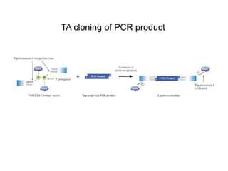 TA cloning of PCR product