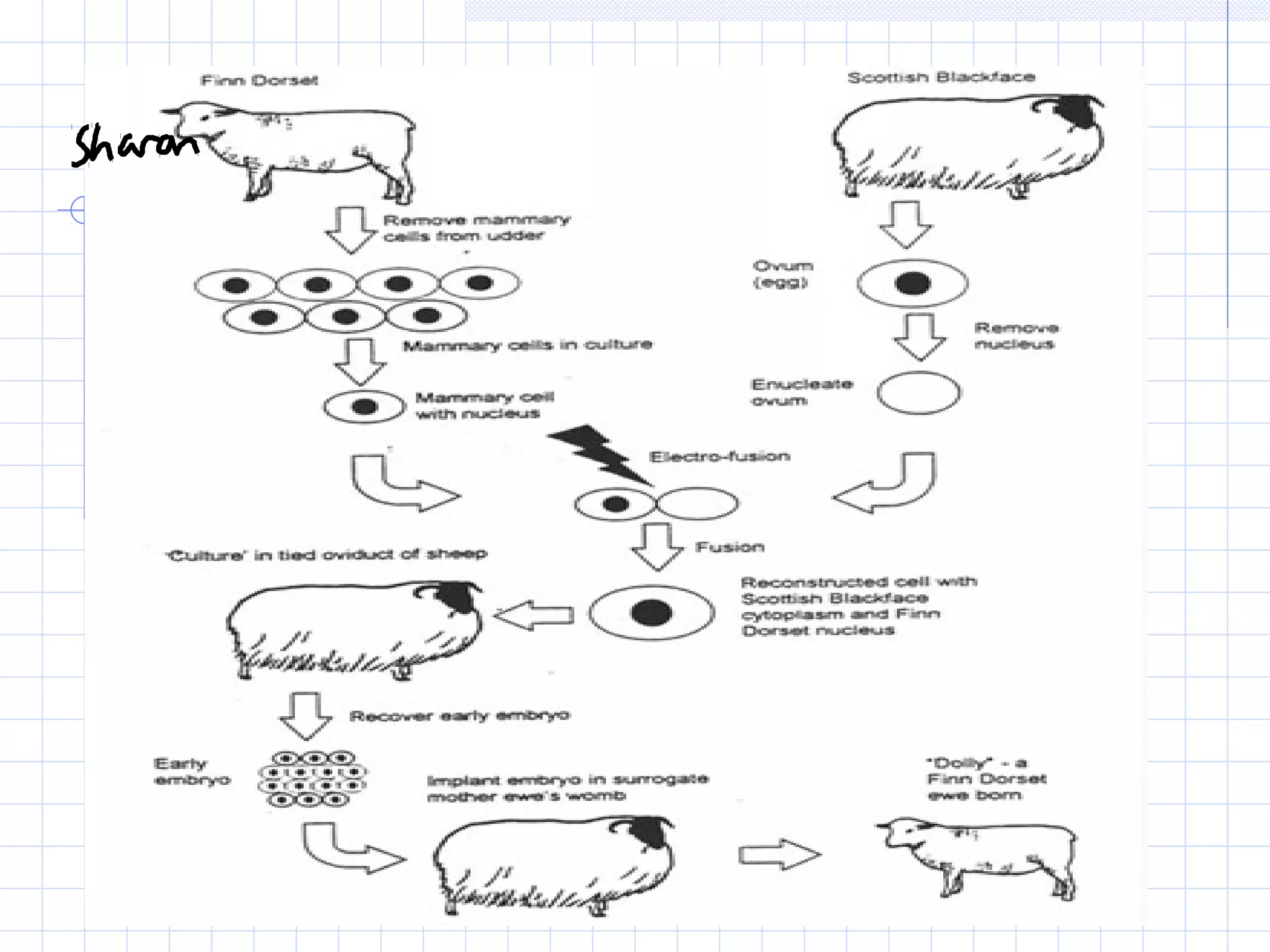 A2 Cloning animals | PPT
