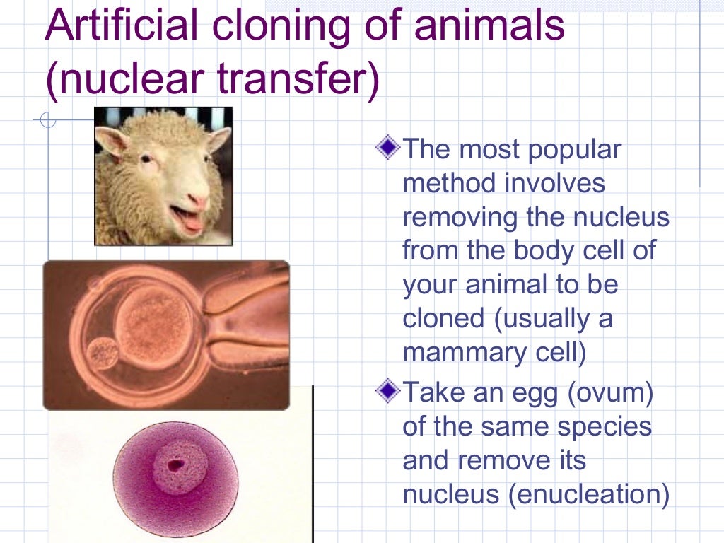 A2 Cloning animals