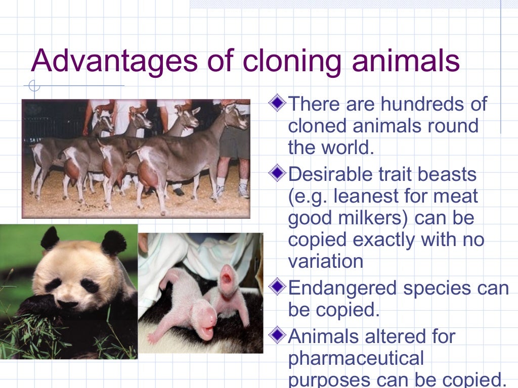 cloning animals essay