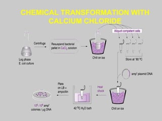 Cloning a to z | PPTX