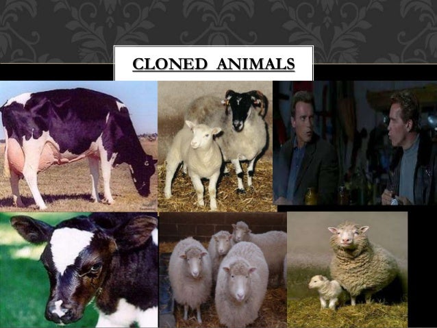 Cloning - Grade 10