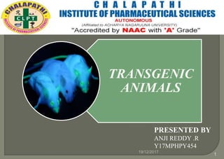 PRESENTED BY
ANJI REDDY .R
Y17MPHPY454
19/12/2017
1
TRANSGENIC
ANIMALS
 