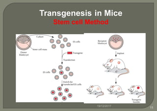Transgenesis in Mice
Stem cell Method
19/12/2017
11
 