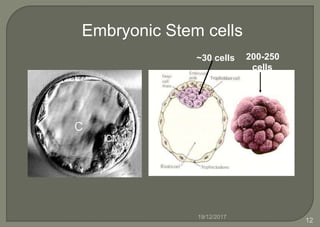 Embryonic Stem cells
200-250
cells
~30 cells
19/12/2017
12
 