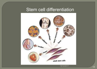 Stem cell differentiation
19/12/2017
14
 