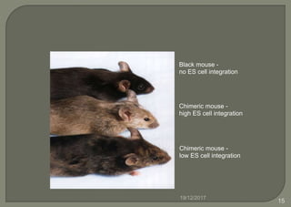 Black mouse -
no ES cell integration
Chimeric mouse -
high ES cell integration
Chimeric mouse -
low ES cell integration
19/12/2017
15
 