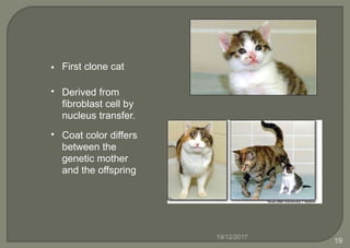 First clone cat•
• Derived from
fibroblast cell by
nucleus transfer.
• Coat color differs
between the
genetic mother
and the offspring
19/12/2017
19
 