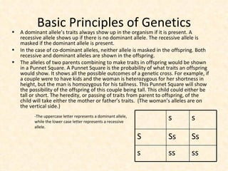 Basic Principles of Genetics A dominant allele’s traits always show up in the organism if it is present. A recessive allele shows up if there is no dominant allele. The recessive allele is masked if the dominant allele is present. In the case of co-dominant alleles, neither allele is masked in the offspring. Both recessive and dominant alleles are shown in the offspring. The alleles of two parents combining to make traits in offspring would be shown in a Punnet Square. A Punnet Square is the probability of what traits an offspring would show. It shows all the possible outcomes of a genetic cross. For example, if a couple were to have kids and the woman is heterozygous for her shortness in height, but the man is homozygous for his tallness. This Punnet Square will show the possibility of the offspring of this couple being tall. This child could either be tall or short. The heredity, or passing of traits from parent to offspring, of the child will take either the mother or father’s traits.  (The woman’s alleles are on the vertical side.) -The uppercase letter represents a dominant allele, while the lower case letter represents a recessive allele. ss ss s Ss Ss S s s 