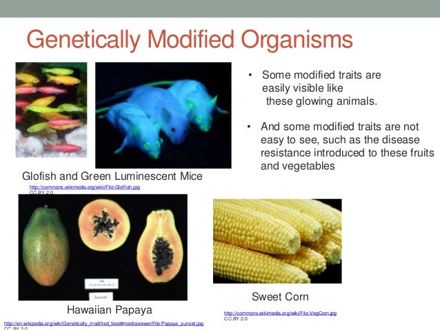Genetic Modification And Cloning : Genetically Modified Organism ...