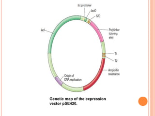 Cloning in eukaryotes | PPTX