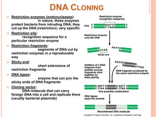 DNA CLONING
 Restriction enzymes (endonucleases):
in nature, these enzymes
protect bacteria from intruding DNA; they
cut ...