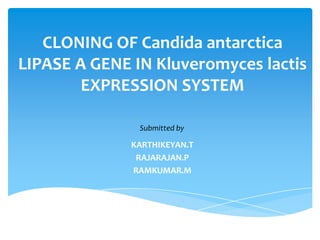 CLONING OF Candida antarctica LIPASE A GENE IN Kluveromyceslactis EXPRESSION SYSTEM  Submitted by KARTHIKEYAN.T  RAJARAJAN.P  RAMKUMAR.M  