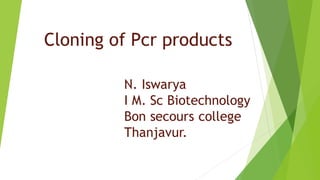 Cloning of Pcr products
N. Iswarya
I M. Sc Biotechnology
Bon secours college
Thanjavur.
 