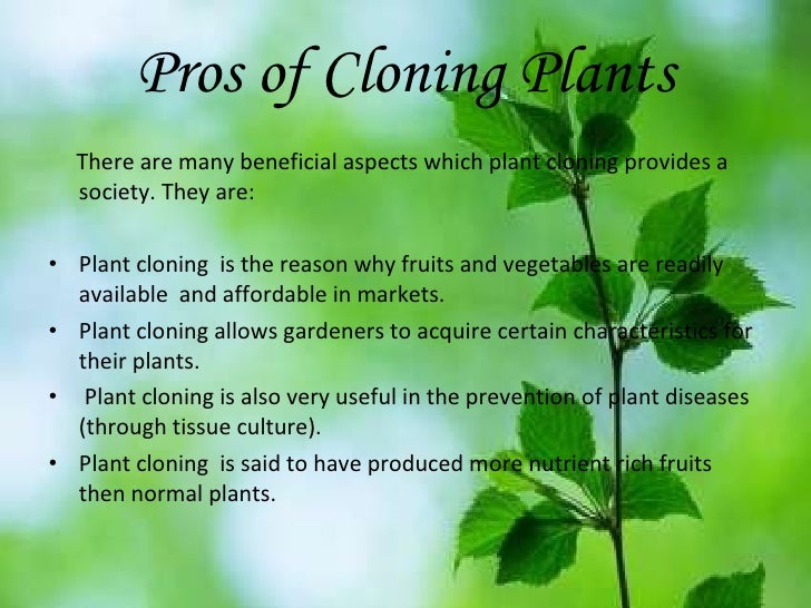 Cloning plants 03