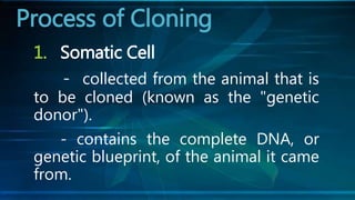 1. Somatic Cell
- collected from the animal that is
to be cloned (known as the "genetic
donor").
- contains the complete DNA, or
genetic blueprint, of the animal it came
from.
Process of Cloning
 