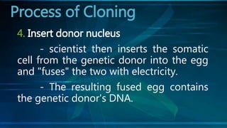 4. Insert donor nucleus
- scientist then inserts the somatic
cell from the genetic donor into the egg
and "fuses" the two with electricity.
- The resulting fused egg contains
the genetic donor's DNA.
Process of Cloning
 