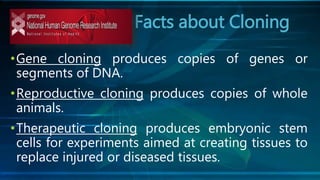 Facts about Cloning
•Gene cloning produces copies of genes or
segments of DNA.
•Reproductive cloning produces copies of whole
animals.
•Therapeutic cloning produces embryonic stem
cells for experiments aimed at creating tissues to
replace injured or diseased tissues.
 