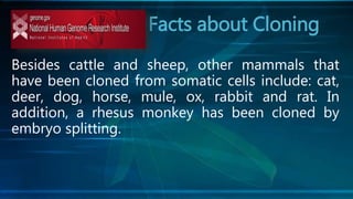 Facts about Cloning
Besides cattle and sheep, other mammals that
have been cloned from somatic cells include: cat,
deer, dog, horse, mule, ox, rabbit and rat. In
addition, a rhesus monkey has been cloned by
embryo splitting.
 