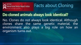 Facts about Cloning
Do cloned animals always look identical?
No. Clones do not always look identical. Although
clones share the same genetic material, the
environment also plays a big role on how an
organism turns out.
 