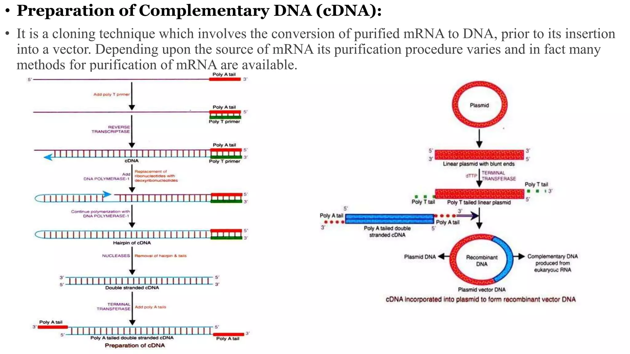 • Preparation of Complementary DNA (cDNA):
• It is a cloning technique which involves the conversion of purified mRNA to DNA, prior to its insertion
into a vector. Depending upon the source of mRNA its purification procedure varies and in fact many
methods for purification of mRNA are available.
 