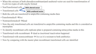 • When this mixture of both altered(recombinant)and unaltered vector are used for transformation of
E.coli two types of cells maybe formed
• NonTransformed cells
• Transformed cells
• Both the cells are transferred to ampicillin containing media then
• Transformedcell live
• Nontransformedcell dead
• Now the only transformed cells are transferred to ampicillin containing media and this is considerd as
masterplate
• To identify recombinant cells replicate plate is prepared containing tetracycline media in this
• Transformed with recombinant  dead as insertional inactivation happened
• Transformed with nonrecombinant  live as it is resistant to both antibiotics
• Now by comparing with the master plate recombinant transformed cells are identified
With altered vector
With unaltered vector
 