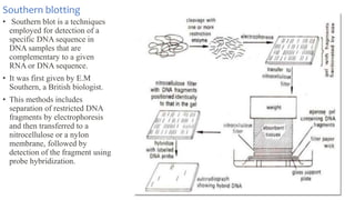 Southern blotting
• Southern blot is a techniques
employed for detection of a
specific DNA sequence in
DNA samples that are
complementary to a given
RNA or DNA sequence.
• It was first given by E.M
Southern, a British biologist.
• This methods includes
separation of restricted DNA
fragments by electrophoresis
and then transferred to a
nitrocellulose or a nylon
membrane, followed by
detection of the fragment using
probe hybridization.
 