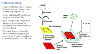 Northern blotting
• Northern blotting was developed
by James Alwine, George stark
and David Kemp (1977).
• In this technique, RNA is being
analysed instead of DNA.
• It is a technique by which RNA
fragments are separated by
electrophorosis and immobilized
on a membrane
• The identification of specific
RNA is done by using nucleic
acid probes. It helps to study gene
expression by detection of RNA.
 
