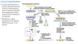 Colony hybridization
• Colony hybridization is
used to identify bacterial
colonies containing the
gene of interest Colonies
are transferred to filter,
lysed, DNA is denatured
by high pH
• Membrane is then
hybridized with labeled
DNA from gene to be
cloned
 
