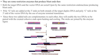 • They are some restriction enzymes that produce blunt ends then
• Both the target DNA and the vector DNA are acted Upon by the same restriction endonuclease producing
blunt ends.
• Poly ‘G’ tails are added at the 3′ ends on both strands of the target duplex DNA and poly ‘C’ tails at the
3′ end of the vector DNA by the use of enzyme terminal transferase.
• Since these two added tails are complementary to each other, they will enable the two DNAs to be
paired with the created cohesive ends upon heating and cooling. The nicks are joined by the enzyme
ligase
 