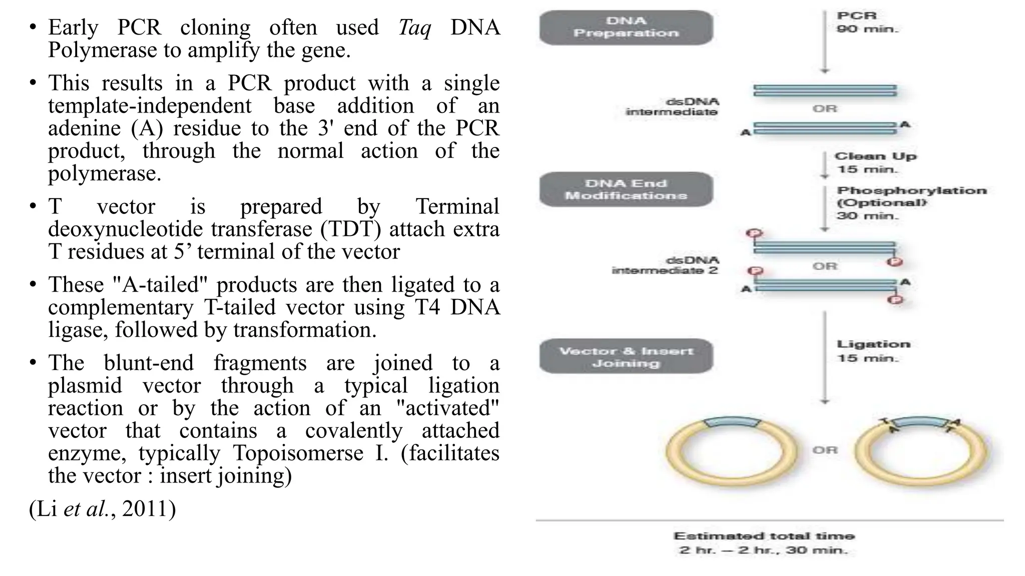 CLONING STRATEGIES eukaryotes and prokaryotes (2).pptx