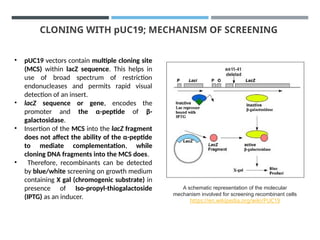 Cloning Vector, PLASMID VECTOR, MEHANISM | PPTX