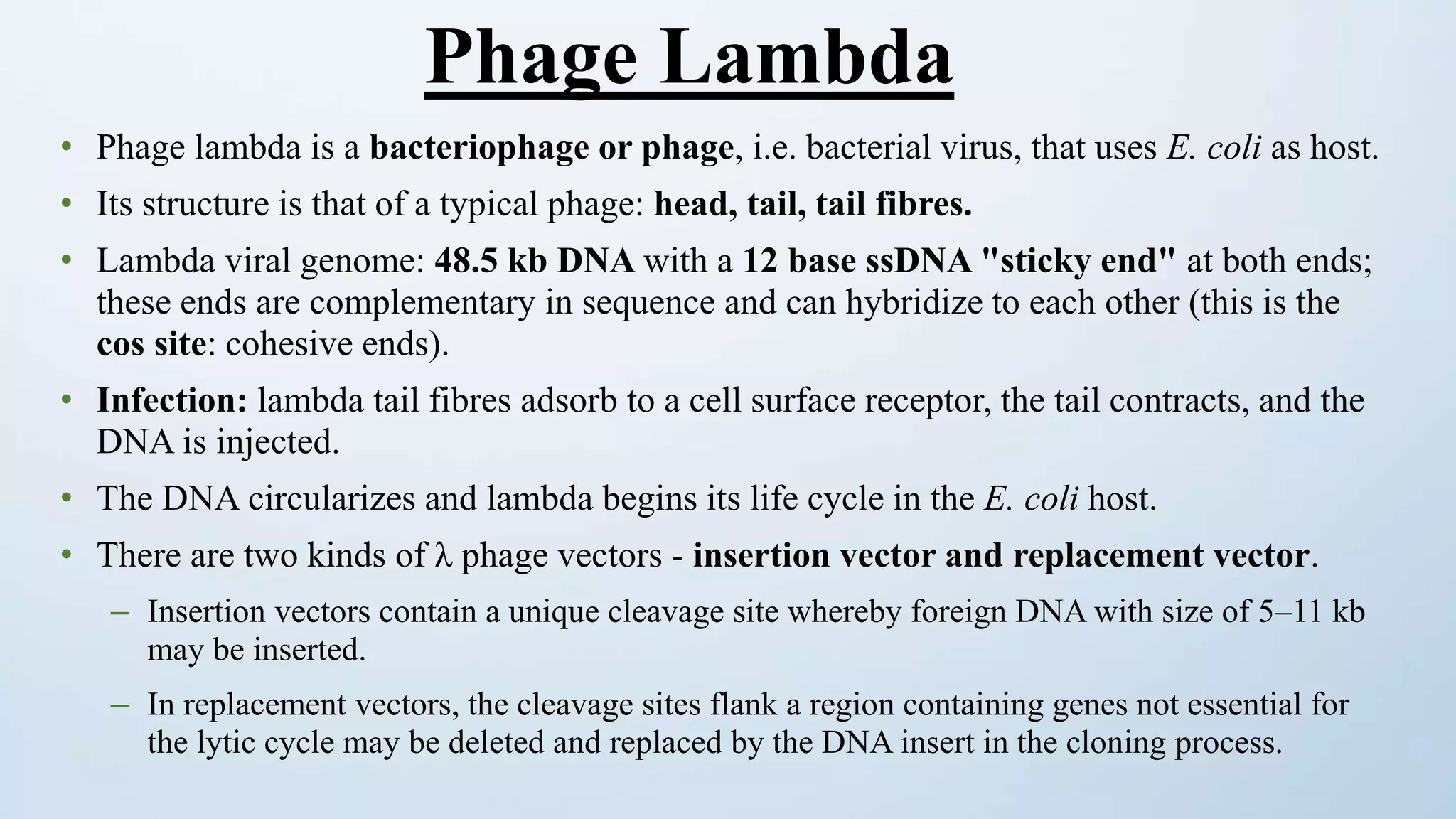 • Phage lambda is a bacteriophage or phage, i.e. bacterial virus, that uses E. coli as host.
• Its structure is that of a typical phage: head, tail, tail fibres.
• Lambda viral genome: 48.5 kb DNA with a 12 base ssDNA "sticky end" at both ends;
these ends are complementary in sequence and can hybridize to each other (this is the
cos site: cohesive ends).
• Infection: lambda tail fibres adsorb to a cell surface receptor, the tail contracts, and the
DNA is injected.
• The DNA circularizes and lambda begins its life cycle in the E. coli host.
• There are two kinds of λ phage vectors - insertion vector and replacement vector.
– Insertion vectors contain a unique cleavage site whereby foreign DNA with size of 5–11 kb
may be inserted.
– In replacement vectors, the cleavage sites flank a region containing genes not essential for
the lytic cycle may be deleted and replaced by the DNA insert in the cloning process.
Phage Lambda
 