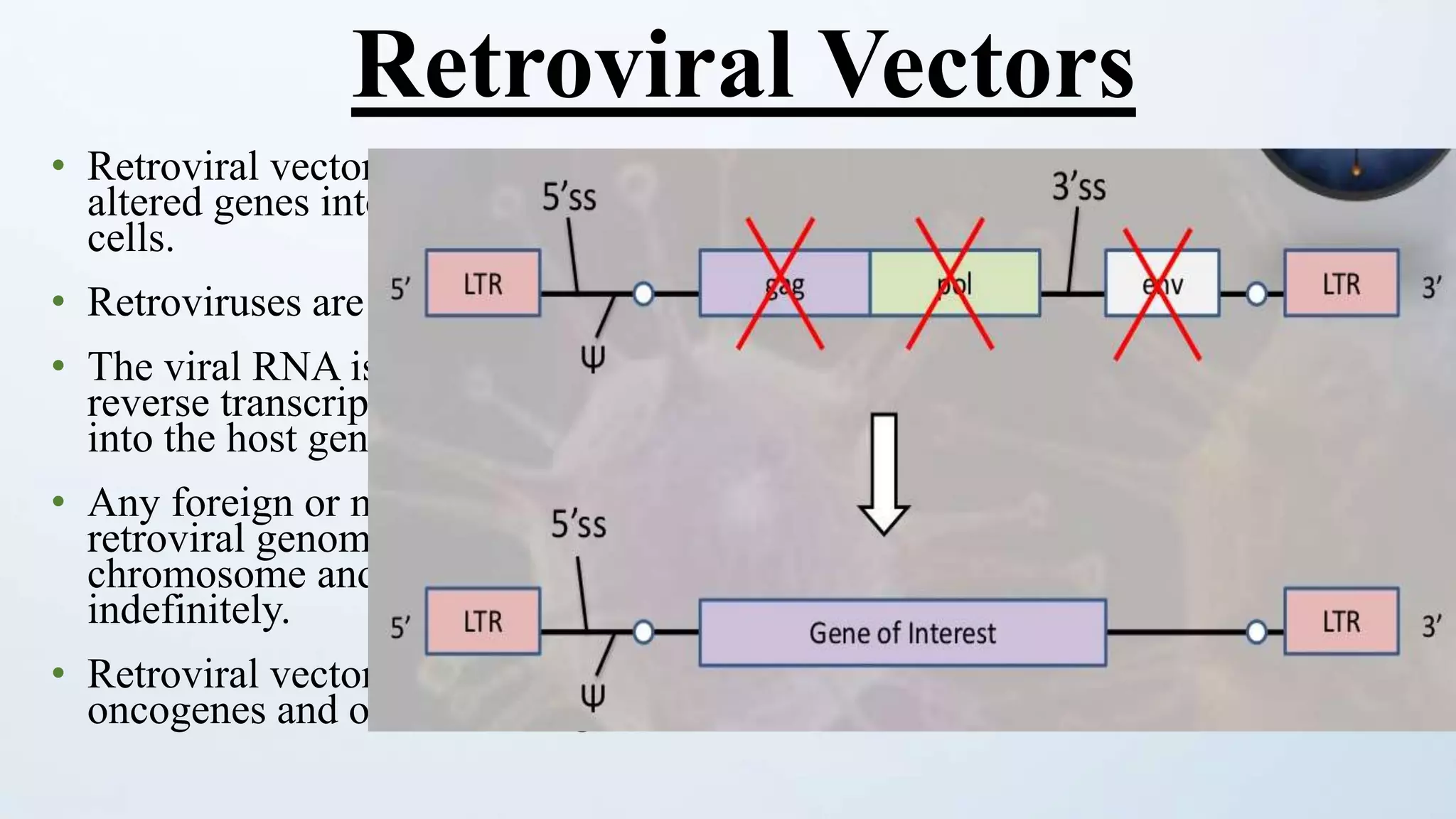 • Retroviral vectors are used to introduce new or
altered genes into the genomes of human and animal
cells.
• Retroviruses are RNA viruses.
• The viral RNA is converted into DNA by the viral
reverse transcriptase and then is efficiently integrated
into the host genome
• Any foreign or mutated host gene introduced into the
retroviral genome will be integrated into the host
chromosome and can reside there practically
indefinitely.
• Retroviral vectors are widely used to study
oncogenes and other human genes.
Retroviral Vectors
 