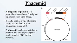 • A phagemid or phasmid is a
plasmid that contains an f1 origin of
replication from an f1 phage.
• It can be used as a type of cloning
vector in combination with
filamentous phage M13.
• A phagemid can be replicated as a
plasmid, and also be packaged as
single stranded DNA in viral
particles.
Phagemid
 