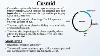 • Cosmids are plasmids that incorporate a segment of
bacteriophage λ DNA that has the cohesive end site
(cos) which contains elements required for packaging
DNA into λ particles.
• It is normally used to clone large DNA fragments
between 25 and 45 Kb.
• They can replicate as plasmids if they have a suitable
origin of replication.
• They can also be packaged in phage capsids, which
allows the foreign genes to be transferred into cells
by transduction.
Advantages :
• High transformation efficiency.
• The cosmid vector can carry up to 45 kb whereas plasmid
and Lambda phage vectors are limited to 25 kb.
Cosmid
 
