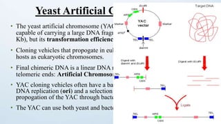 • The yeast artificial chromosome (YAC) vector is
capable of carrying a large DNA fragment (up to 200
Kb), but its transformation efficiency is very low.
• Cloning vehicles that propogate in eukaryotic cell
hosts as eukaryotic chromosomes.
• Final chimeric DNA is a linear DNA molecule with
telomeric ends: Artificial Chromosome.
• YAC cloning vehicles often have a bacterial origin of
DNA replication (ori) and a selection marker for
propogation of the YAC through bacteria.
• The YAC can use both yeast and bacteria as a host.
Yeast Artificial Chromosome (YAC)
 
